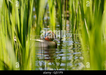 Comune (Teal Anas crecca) drake tra ance. Regione di Mosca, Russia Foto Stock