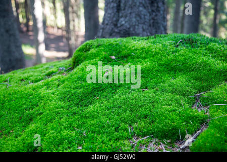 Forest moss fresco verde muschio nella natura Foto Stock