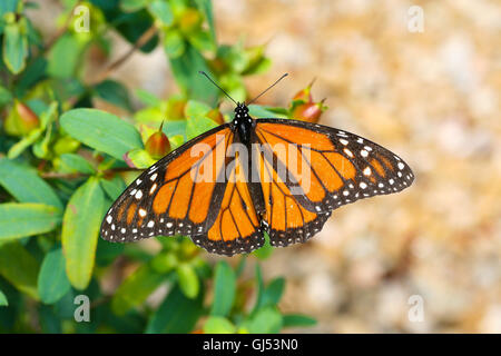 Una farfalla monarca (Danaus plexippus) in appoggio sull'erba di San Giovanni (Hypericum perforatum), Indiana, Stati Uniti Foto Stock