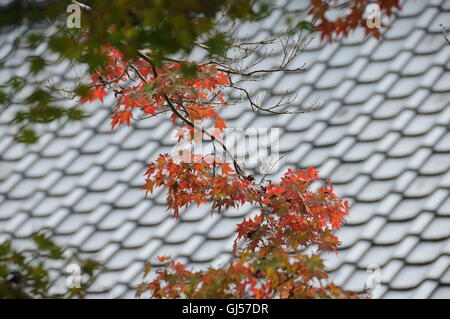 Albero di acero ramo con foglie rosse all inizio del Giappone autunno in un tempio con le piastrelle di ceramica coperto sul tetto del tempio in background Foto Stock