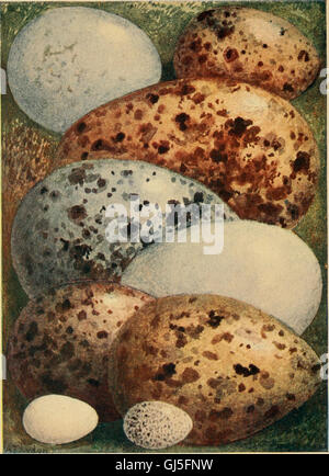 Uccelli' nidi, uova e-raccolta (1896) Foto Stock