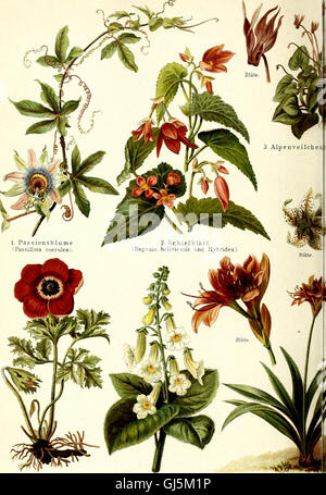 Questa enciclopedia tedesca del 1908 compila conoscenze generali in varie discipline, offrendo informazioni complete di riferimento. Foto Stock