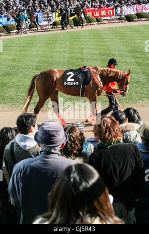 Sfilata di cavalli prima di gara 9 a Nakayama Racecourse. Qui il numero due del cavallo taglio Rose Dia, il cui nome è scritto in giapponese sotto Foto Stock