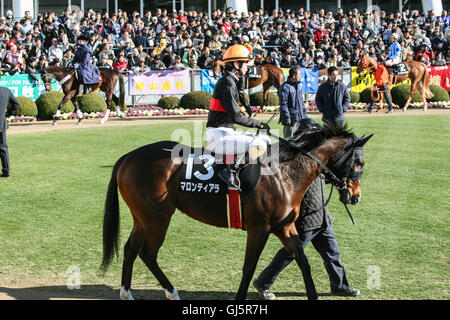 Sfilata di cavalli prima di gara 9 a Nakayama Racecourse. Qui il numero 13 horse Marron Tiara, il cui nome è scritto in giapponese undern Foto Stock