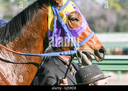 Il vincitore di gara 9. Cavallo chiamato Developpe una lunga outsider alle scommesse vince questa 1600metri di gara sul fondo erboso. Il generale admissi Foto Stock