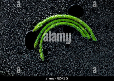 Asparago Verde in acqua minerale, una serie di foto. Close-up di acqua gassata su sfondo nero Foto Stock