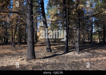 Alberi di pino con tronchi bruciati a seguito di un recente incendio di foresta. In Arizona. Stati Uniti d'America Foto Stock