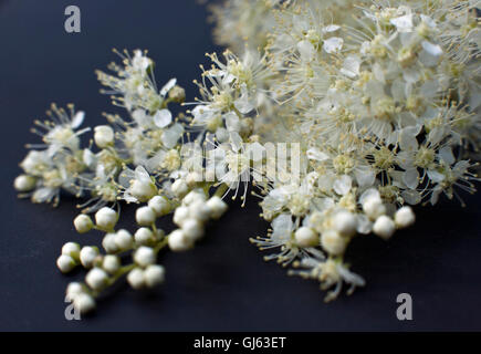 Spiraea japonica Albiflora fiori in primo piano Foto Stock