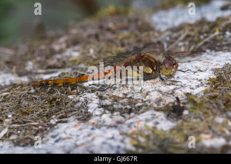 Common Darter maschio, nuovo mulino Abbazia di stagno, Dumfries and Galloway, Scotland, Regno Unito Foto Stock