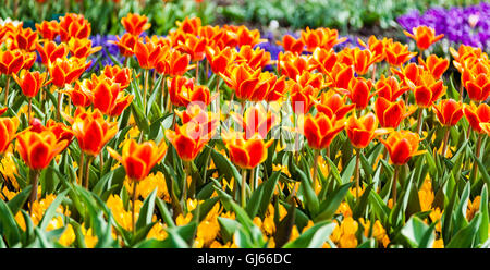 I tulipani a Keukenhof nella città di Lisse, Paesi Bassi. Foto Stock