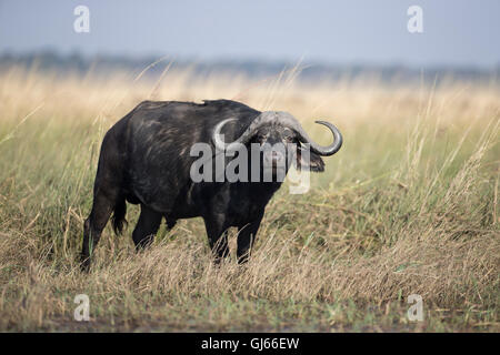 Grandi Bufali Syncerus caffer sul lato di una riva di un fiume in Botswana rivolto in avanti con le corna prominente Foto Stock