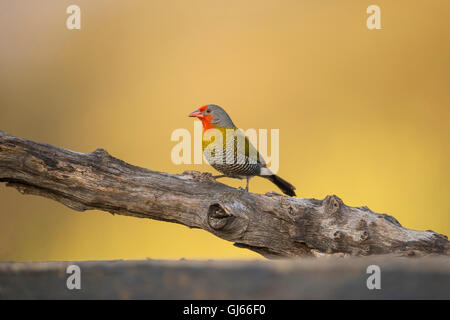 Verde-winged Pytilia Pytilia melba maschio appollaiato nel profilo su un ramo al di sopra di un pool di bere Foto Stock