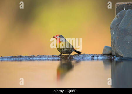 Verde-winged Pytilia Pytilia melba maschio arroccato sul bordo di un laghetto e riflessa nell'acqua ancora Foto Stock