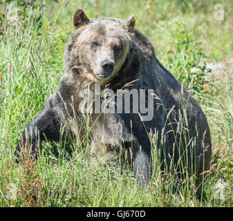 Orso grizzly - Grouse Mountain, North Vancouver Foto Stock