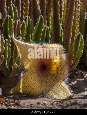 Un (Stapelia grandiflora) fiorisce nel giardino di cactus del Jardín Botánico di Los Mochis, Messico. Foto Stock