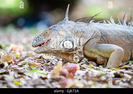 Un iguana di feed sui fiori caduti nel Jardin Botanico di Los Mochis, Sinaloa, Messico. Foto Stock