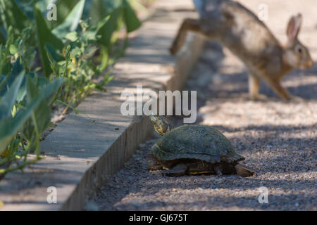 Femmina rosso-eared Slider (Trachemys scripta elegans), fuori in cerca di un luogo per deporre le uova, Rio Grande Centro Natura, Nuovo Messico. Foto Stock