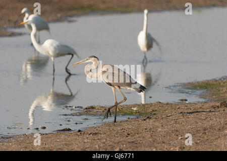 Airone blu, (Ardea erodiade), aironi e foraggio. Bosque del Apache National Wildlife Refuge, nuovo Messico, Stati Uniti d'America. Foto Stock