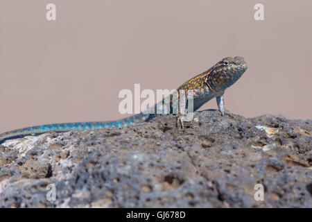 Maschio lato orientale-spotted Lizard, (Uta stansburiana stejnegeri), Bosque del Apache National Wildlife Refuge, nuovo Messico, Stati Uniti d'America. Foto Stock