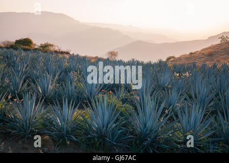 Agave blu campi nei pressi di Tequila, Jalisco, Messico. Foto Stock