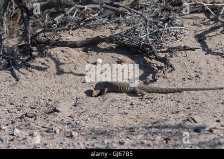 Western in marmo, Whiptail (Aspidoscelis marmorata marmorata), foraggio. Sevilleta National Wildlife Refuge, nuovo Messico, Stati Uniti d'America. Foto Stock