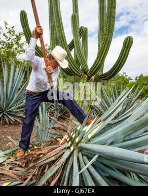 Don Quirino, un jimador, raccolti "piña' di agave azzurra cactus a La Cofradia hacienda di Tequila, Jalisco, Messico. Foto Stock