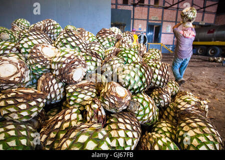 Un mucchio di 'piñas', il cuore dell'agave blu cactus, in attesa di essere cotti in un forno vicino a Tequila, Jalisco, Messico. Foto Stock