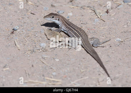 Del Chihuahuan WHiptail maculato, (Aspidoscelis exanguis), Rio Grande Centro Natura del Parco Statale di Albuquerque, Nuovo Messico, Stati Uniti d'America. Foto Stock