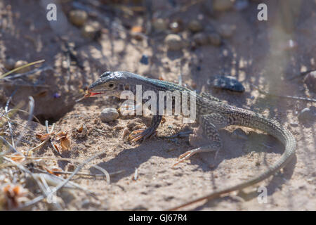 Western in marmo, Whiptail (Aspidoscelis marmorata marmorata), si nutrono di larve di invertebrati è scavato un nido. Nuovo Messico Foto Stock