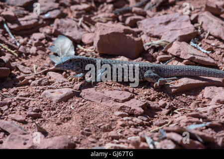 Altopiano Whiptail Tiger, (Aspidoscelis tigis septentrionalis), campana sentiero vicino a Sedona in Arizona, Stati Uniti. Foto Stock