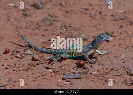 Maschio maggiore del Chihuahuan Earless Lizard, (Cophisaurus texanus scitulus), vicino a Sedona, in Arizona, Stati Uniti. Foto Stock