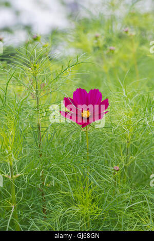 Cosmos Bipinnatus Dazzler fiore Foto Stock