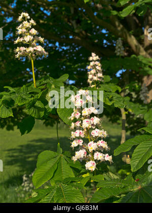 dh Chestnut TREE UK Horse castagno fiore albero fiori ramo fioritura Foto Stock