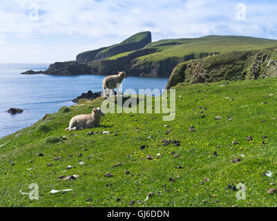 Dh FAIR ISLE SHETLAND pecore cima della scogliera insenatura della costa del sud Haven pecore Rock Foto Stock