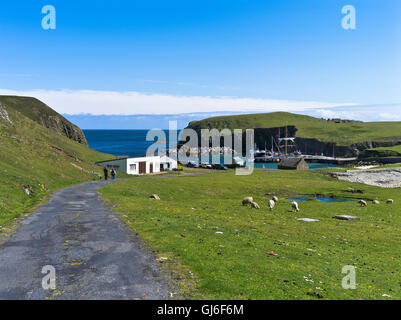 Dh FAIR ISLE SHETLAND giovane camminando strada gregge di pecore pascolano North Haven Bu Ness Harbour Dh FAIR ISLE SHETLAND giovane camminando strada gregge di pecore pascolano North Haven Bu Ness Harbour