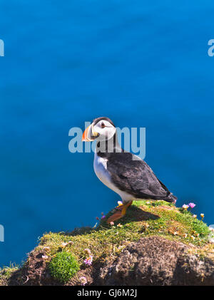 dh Bu Ness FIERA ISLE SHETLAND Puffin sulla scogliera di Thrift top isole uccello scozia isola uccelli puffins fratercla artica