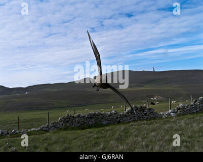 Dh grande Skua FAIR ISLE SHETLAND grande Skua attaccando stercorarius uk attacco uccello volo Scozia Gran Bretagna Foto Stock