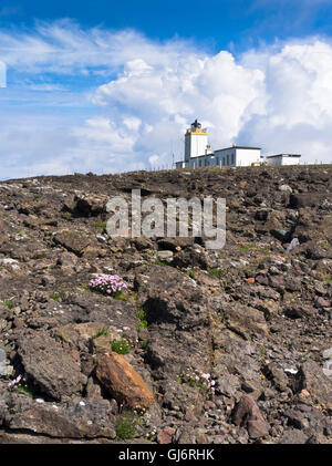 Dh Eshaness Lighthouse ESHANESS SHETLAND fiori selvatici del regno unito sulla scogliera rocciosa top fari Scozia Scotland Foto Stock