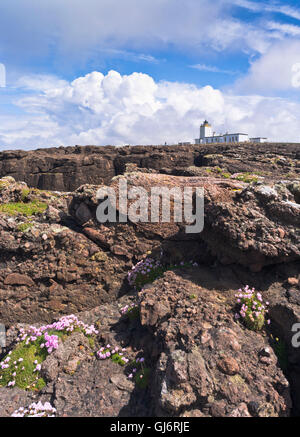 Dh Eshaness Lighthouse ESHANESS SHETLAND parsimonia di fiori di campo sulla scogliera rocciosa top scozia uk basalto Foto Stock