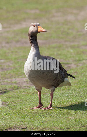 Western Graylag Goose (Anser anser). Foto Stock