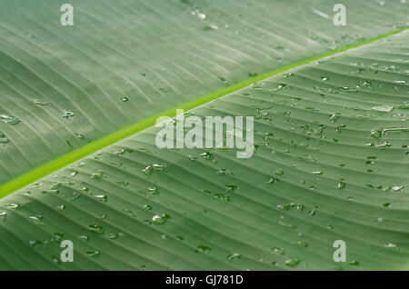 Bella di gocce di acqua su un luminoso verde foglia di banano. Foto Stock