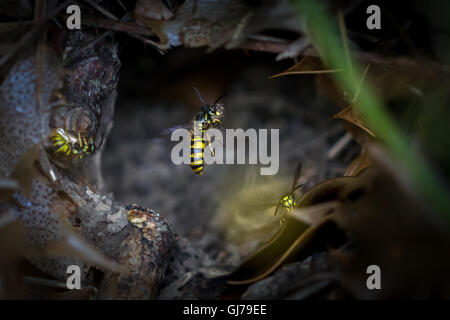 Wasp comune (vespula vulgaris) portante decadendo in legno le sue ganasce da questo foro per il suo sito di nidificazione, nello Yorkshire, Regno Unito Foto Stock