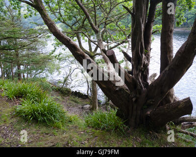 Albero sulla sponda orientale del Peel isola guardando a nord est Coniston Water, Lake District, REGNO UNITO Foto Stock
