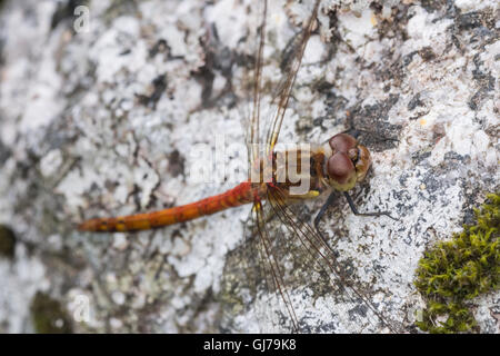 Common Darter maschio, nuovo mulino Abbazia di stagno, Dumfries and Galloway, Scotland, Regno Unito Foto Stock