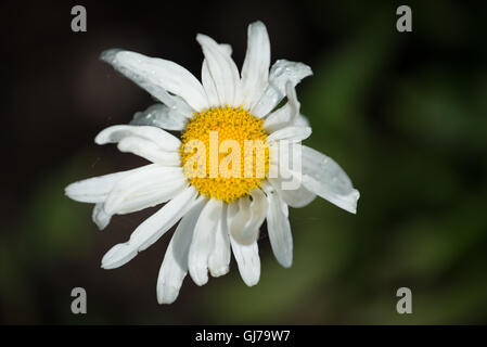 Bianco fiore a margherita Foto Stock