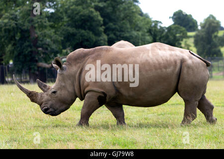 Southern White Rhino rhinoceros famiglia Ceratotherium simum simum at Woburn Safari Park a Woburn, Bedfordshire, Inghilterra Foto Stock