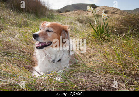 Cane carino e cane da lavoro in pensione sulle dune di sabbia in una spiaggia da surf a Gisborne, nuova Zelanda Foto Stock