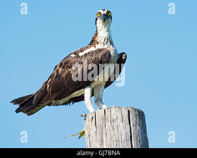 Osprey con pesce Foto Stock