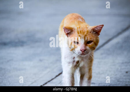 Fotografia di un ferito e triste street cat Foto Stock