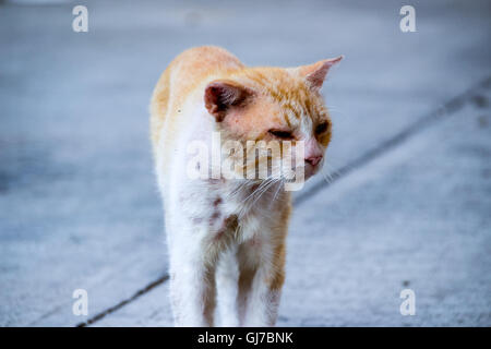 Fotografia di un ferito e triste street cat Foto Stock